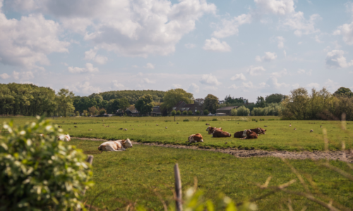 Delftse Hout