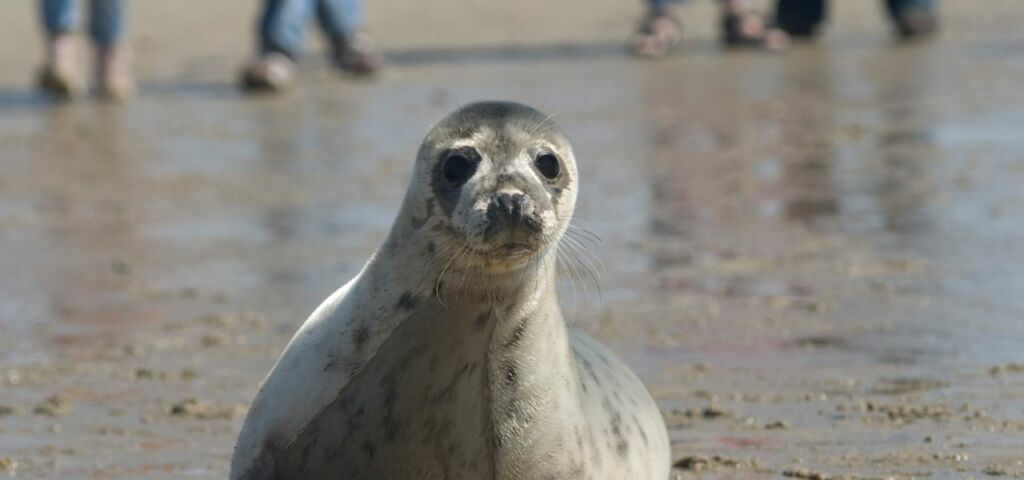 zeehonden-spotten-hotels-terschelling