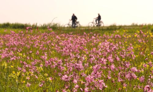 Vier het voorjaar op de Wadden