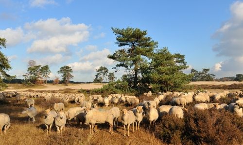 schapen-heide-hotels-salland-raalte