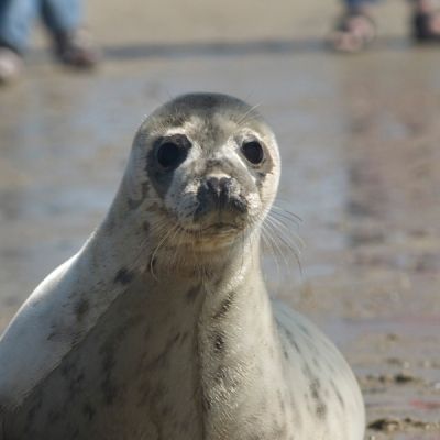 zeehonden-spotten-hotels-terschelling