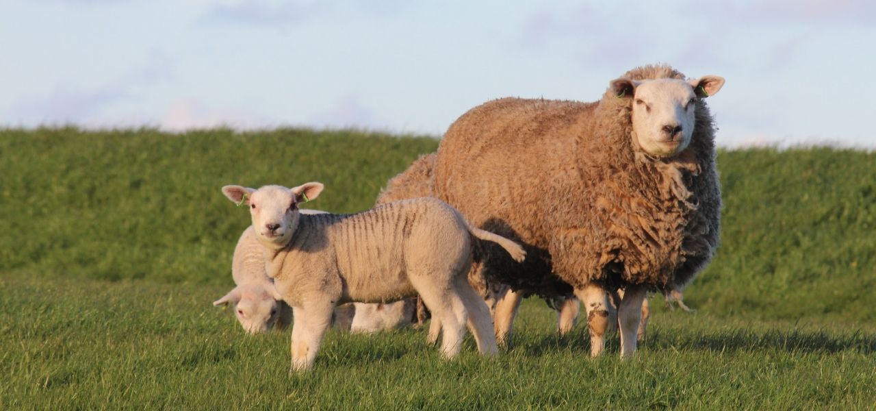 Pinksterweekend op Ameland